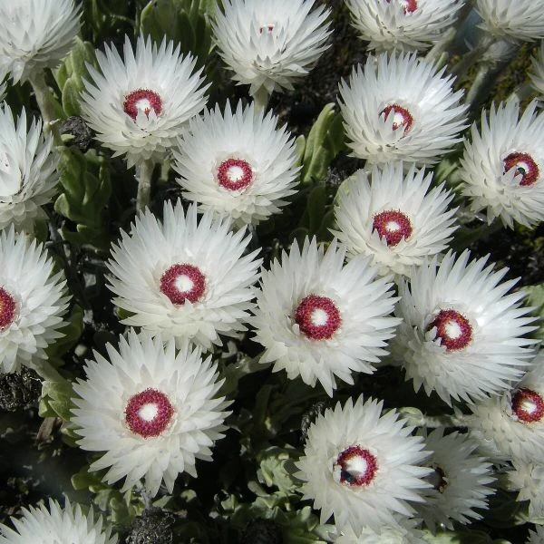 Изображение Синкарфа одетая  - Syncarpha vestita 