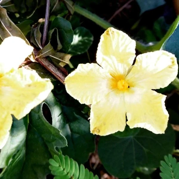 Зображення Момордика харантія ‘Біла’ - Momordica charantia ‘White’ 