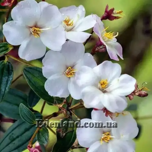 Изображение Тибухина чешуйчатая (белая) - Tibouchina lepidota (alba)