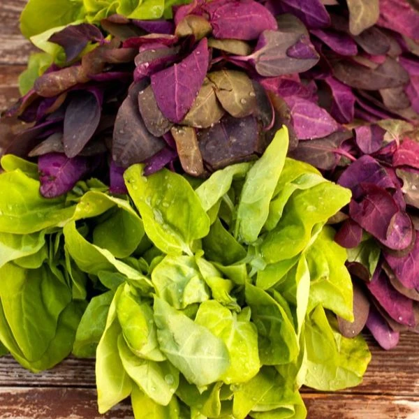 Изображение Атриплекс садовый  - Atriplex hortensis