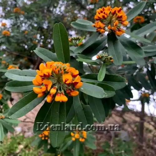 Зображення Гастролобіум дволопатевий - Gastrolobium bilobum