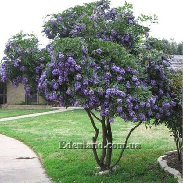 Зображення квітучий кущ