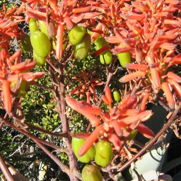 Зображення квіти і плоди