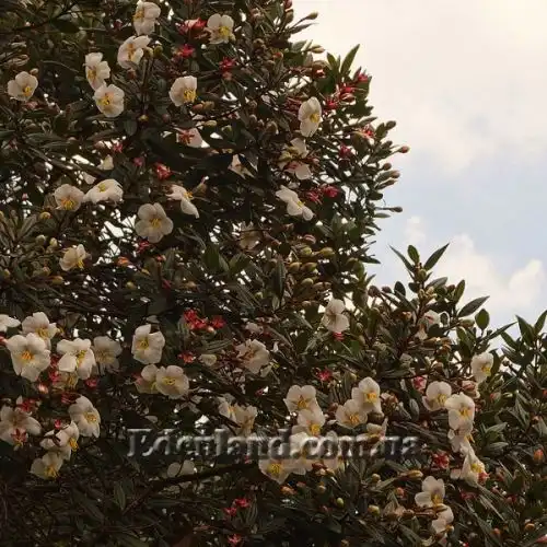 Изображение Тибухина чешуйчатая (белая) - Tibouchina lepidota (alba)