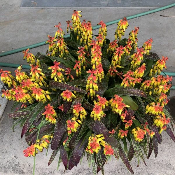 Зображення Лахеналія чотириколірна - Lachenalia quadricolor