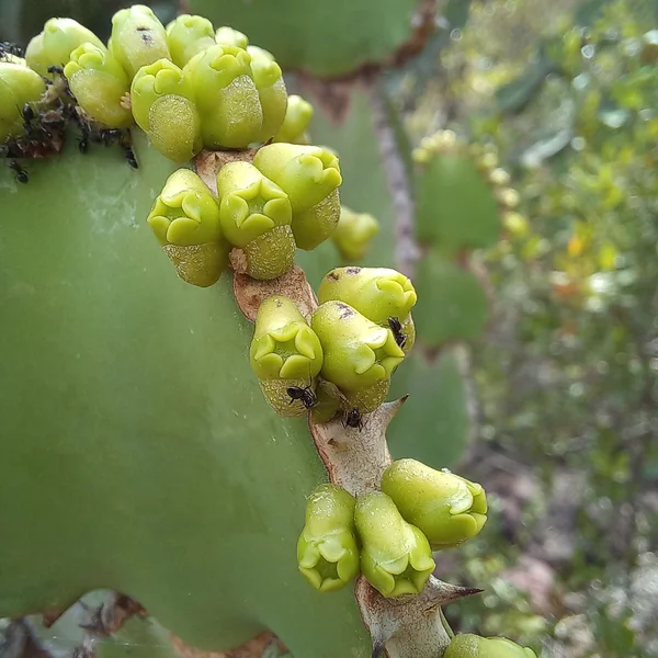 Молочай Купера - Euphorbia cooperi — початок цвітіння, бутони