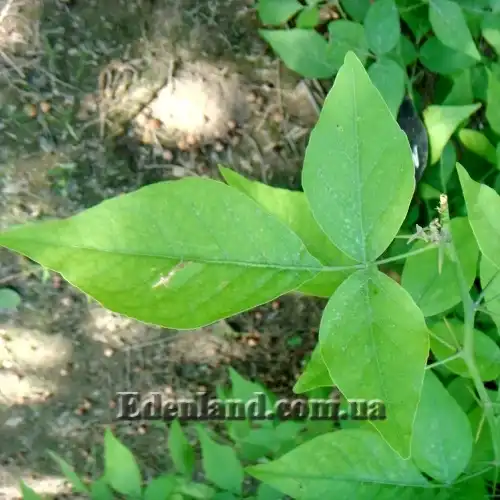 Изображение лист