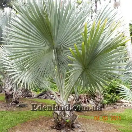 Изображение Бисмаркия благородная серебристая - Bismarckia nobilis Silver