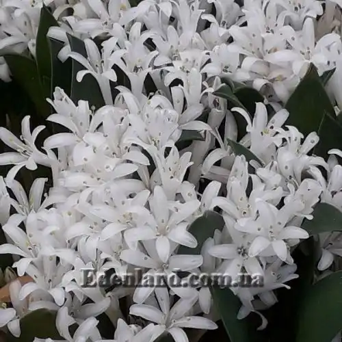 Изображение Лахеналия мечелистная - Lachenalia ensifolia