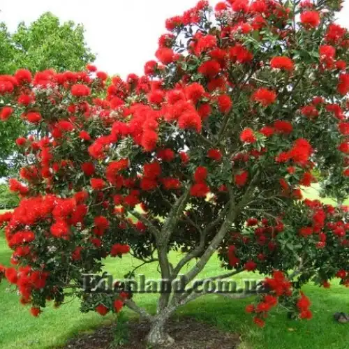 Изображение Метросидерос высокий - Metrosideros excelsa