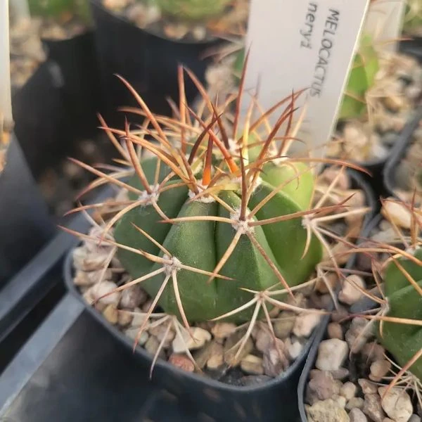 Изображение Мелокактус Нери  - Melocactus neryi
