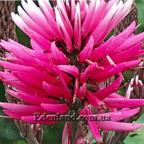 Зображення Еритрина амазонська - Erythrina amazonica