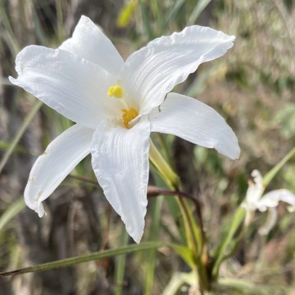 Зображення Велозія трубчаста - Vellozia tubiflora