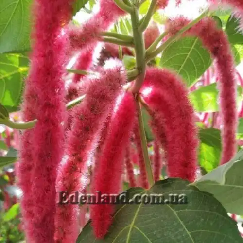 Зображення Акаліфа щетиниста - Acalypha hispida