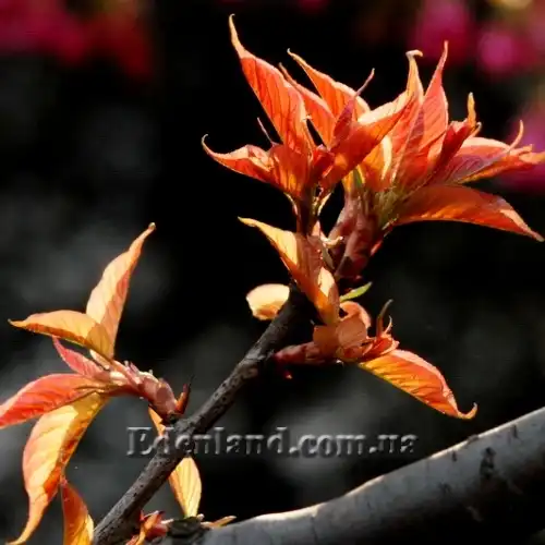 Изображение молодые листья