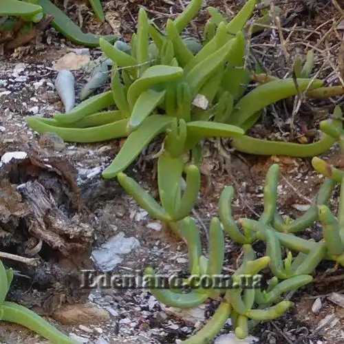 Изображение молодые растения