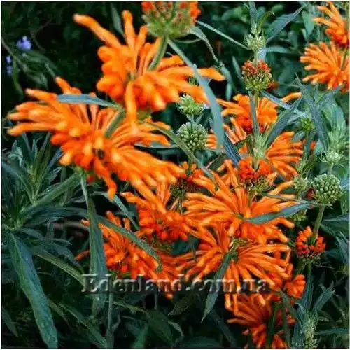 Зображення цвітіння