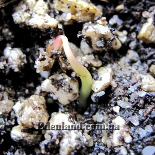 Изображение всходы