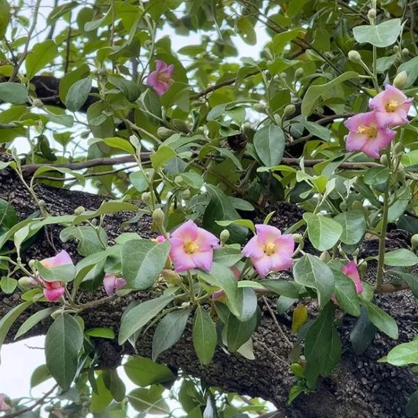 Зображення Лагунарія Патерсона - Lagunaria patersonii