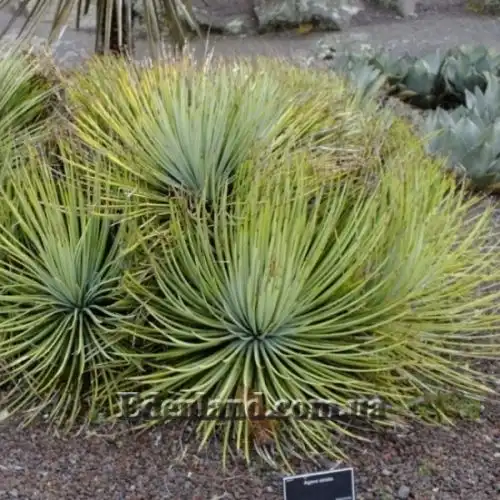 Изображение Агава полосатая - Agave striata 