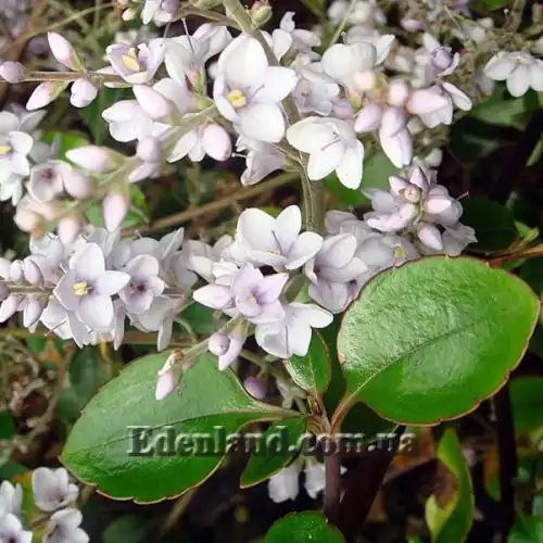 Изображение Вероника Халка - Veronica hulkeana