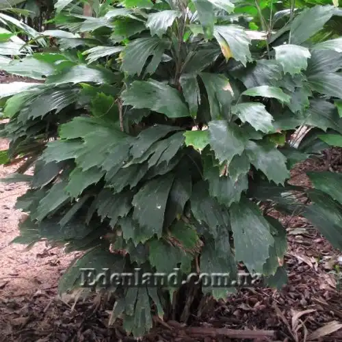 Изображение Аренга хвостатая  - Arenga caudata