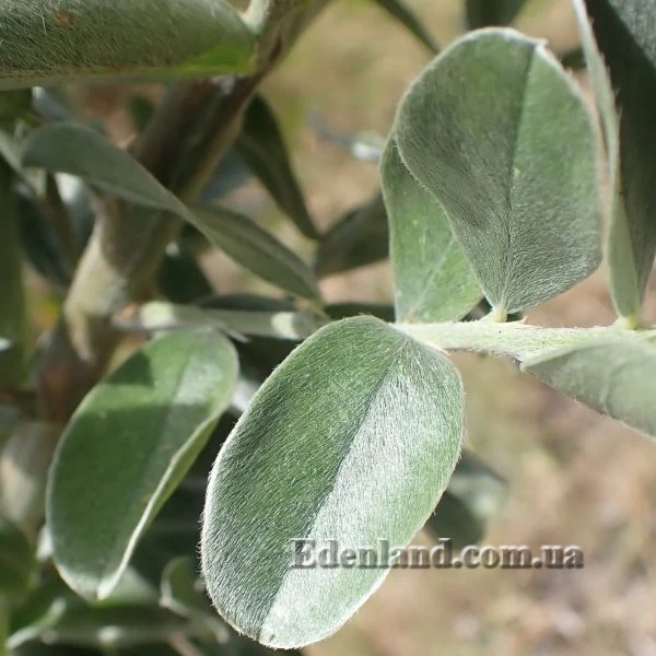 Изображение Подалирия миртолистная  - Podalyria myrtifolia