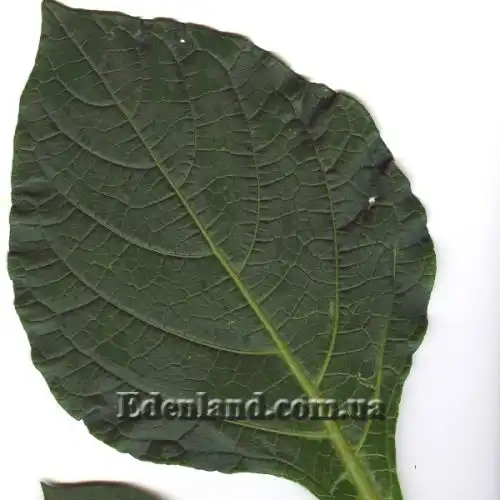 Изображение Джалтомата бошиана  - Jaltomata bohsiana 