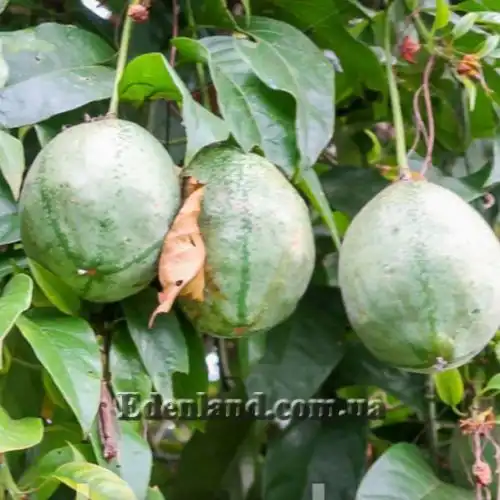 Изображение Пассифлора Попено - Passiflora popenovii