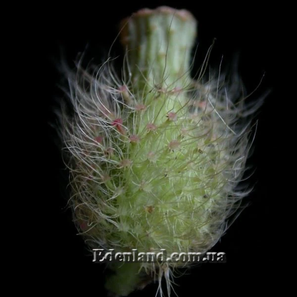 Изображение семенная коробочка