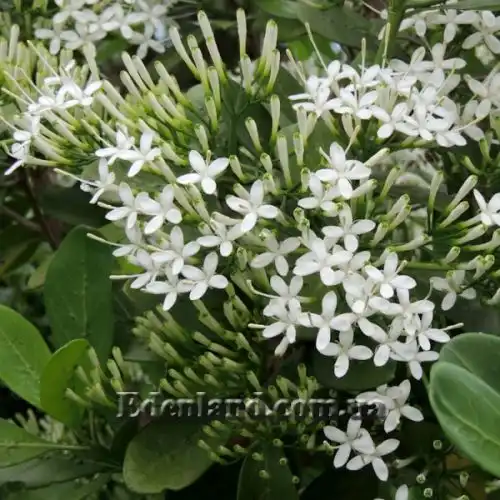 Зображення Паветта поникла - Pavetta revolute