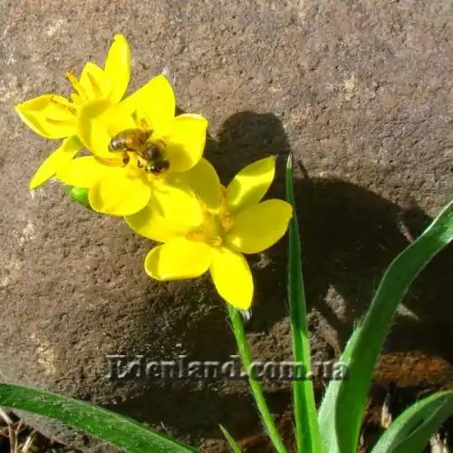 Изображение Гипоксис гемерокаллисовидный - Hypoxis hemerocallidea