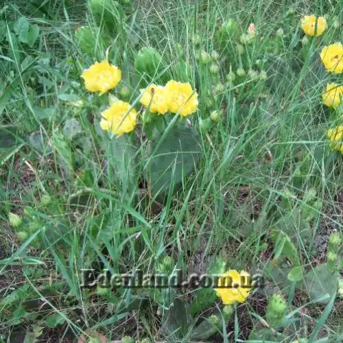 Зображення Опунція стисла - Оpuntia compressa