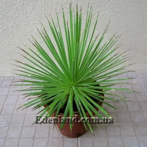 Зображення растение