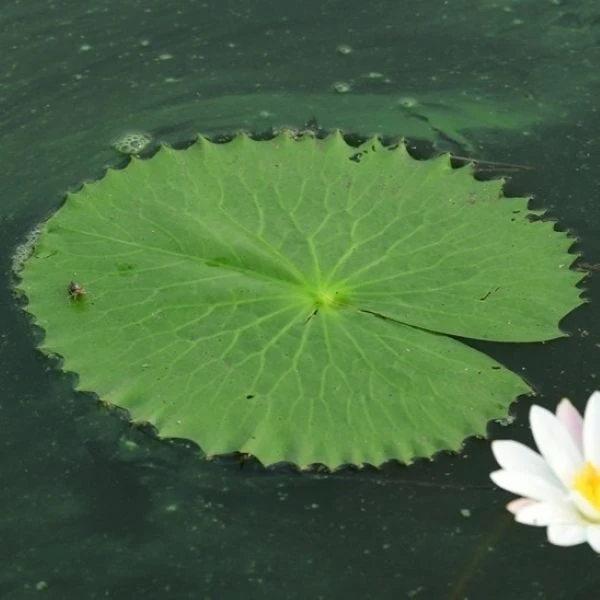 Зображення Німфея (Латаття) опушена рожева - Nymphaea pubescens 'Pink' 