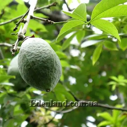 Зображення плод