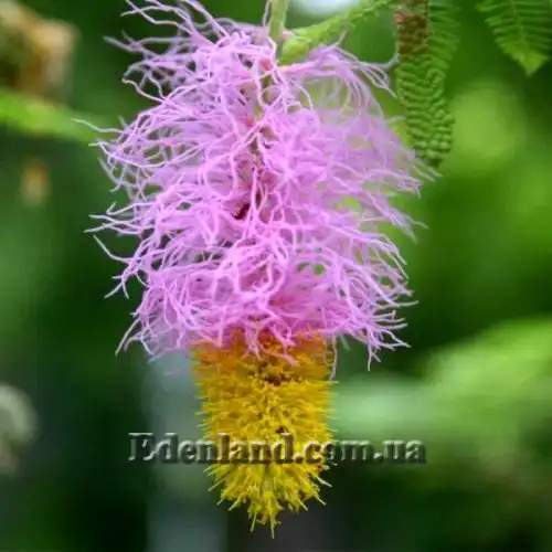 Зображення Дихростахіс попелястий - Dichrostachys cinerea