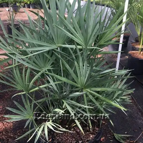 Зображення Сереноа повзуча - Serenoa repens