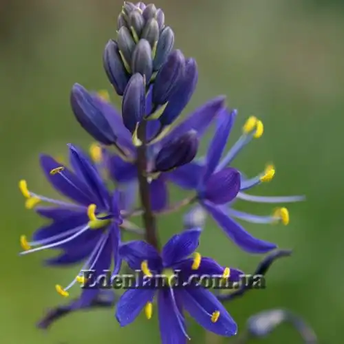 Зображення Камасія Лейхтліна - Camassia leichtlinii