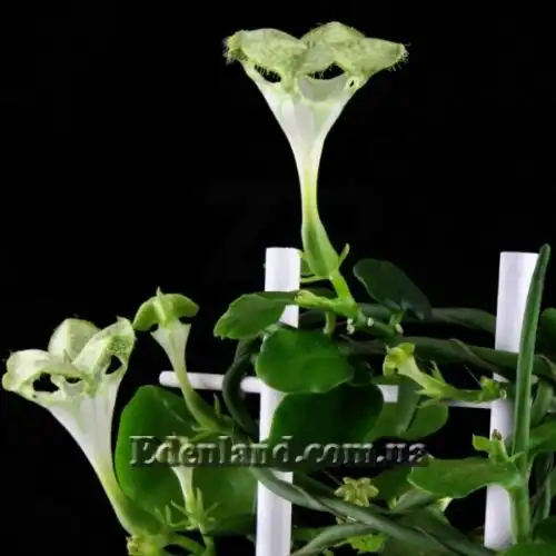 Зображення Церопегія Сандерсона - Ceropegia sandersonii