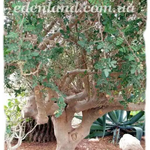 Зображення Ботанічний сад Ейн-Геді