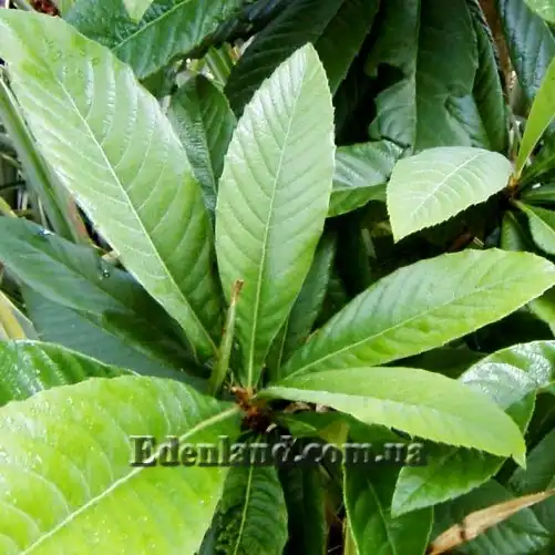 Изображение листья