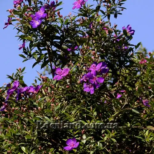 Изображение Меластома малабарская - Melastoma malabathricum