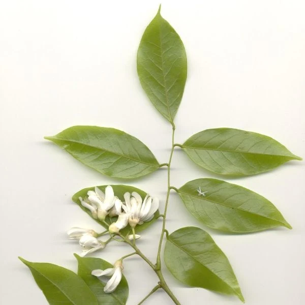 Изображение Крейбия Циммермана   - Craibia zimmermannii