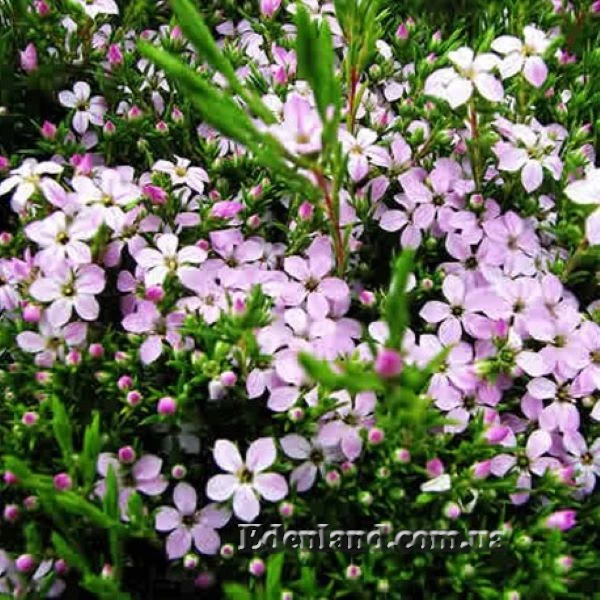 Изображение Колеонема хорошенькая  - Coleonema pulchellum