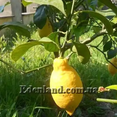 Зображення плід