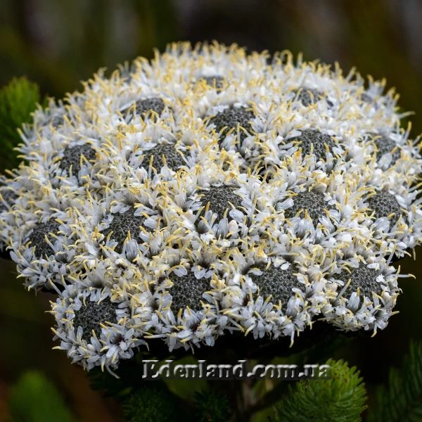 Изображение цветение