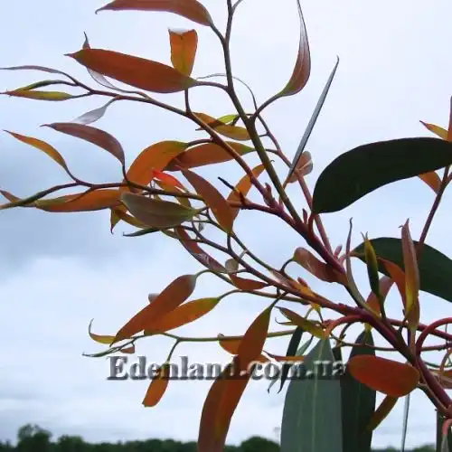 Зображення Евкаліпт малоквітковий - Eucalyptus pauciflora subsp. niphophila