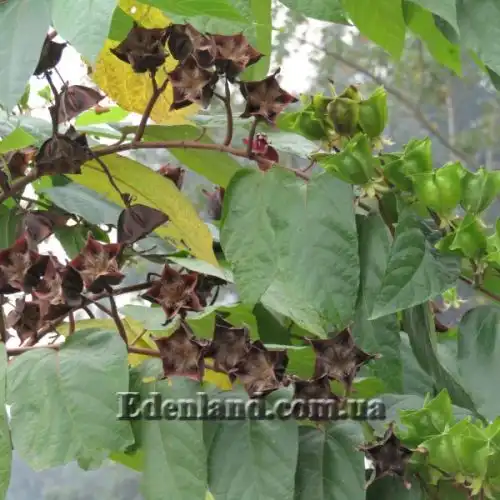 Зображення Аброма велична  - Abroma augusta