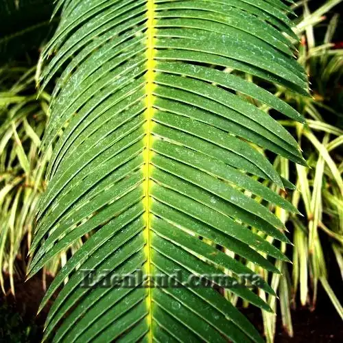 Изображение Диоон съедобный - Dioon edule